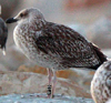 juvenile LBBG, ringed in the Netherlands. 